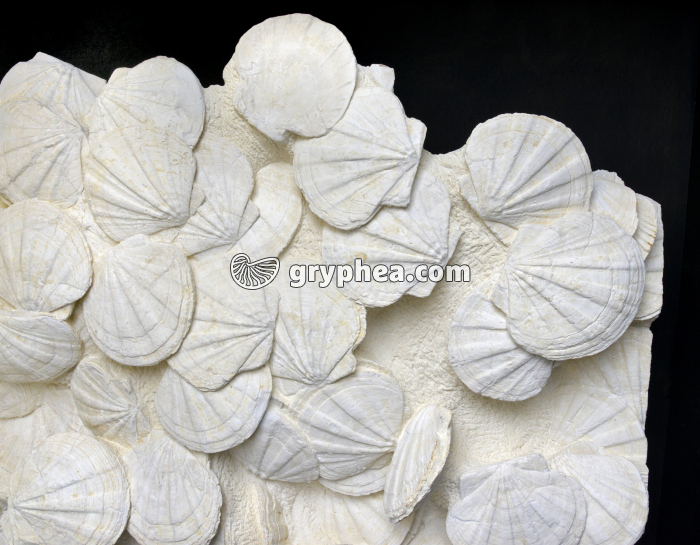 Pectens - gryphea.com